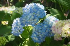 5月の紫陽花