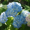 5月の紫陽花