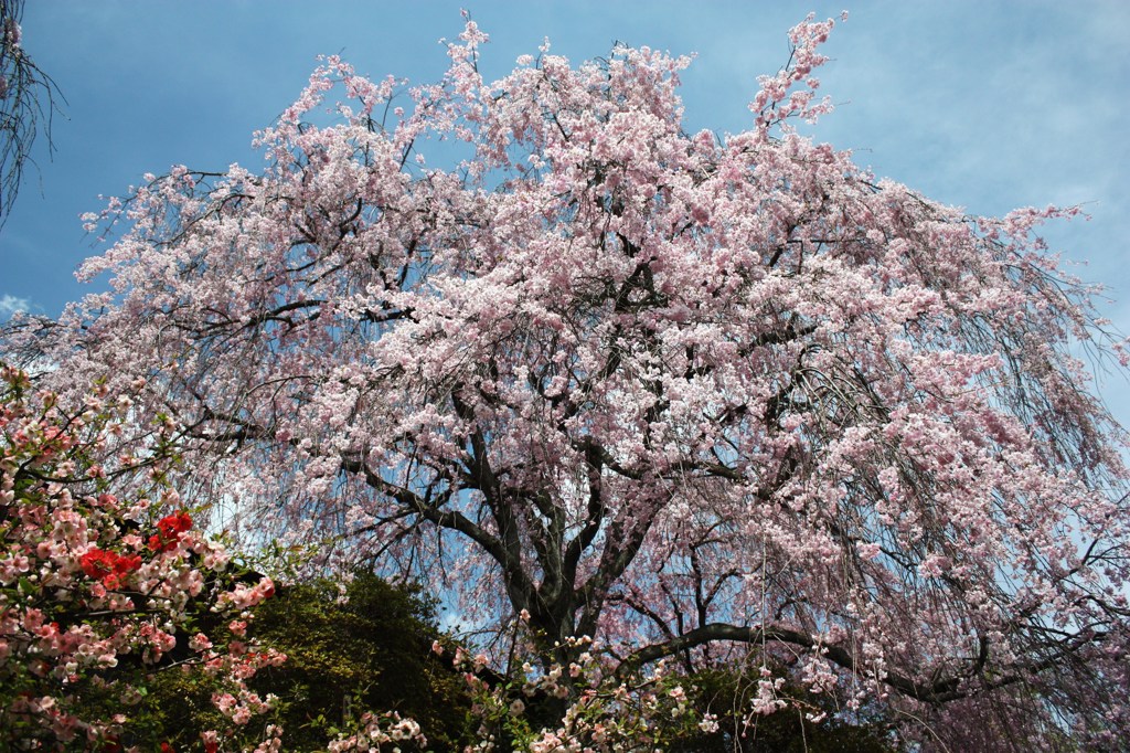 桜とボケ