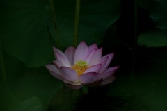 伸び悩み②