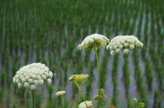 水と緑