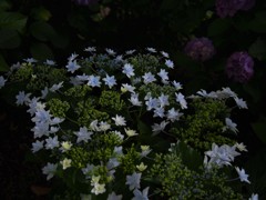 花火
