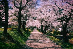 桜のトンネルの先には