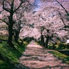 桜のトンネルの先には