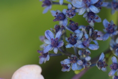 アジサイの花部分