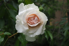 シックな薔薇