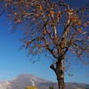 後方は伊吹山