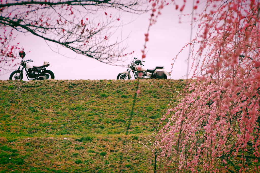 バイクでお花見