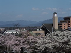 桜の季節