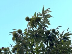 散歩途中の秋