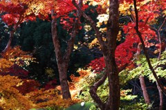 秋色…彩々