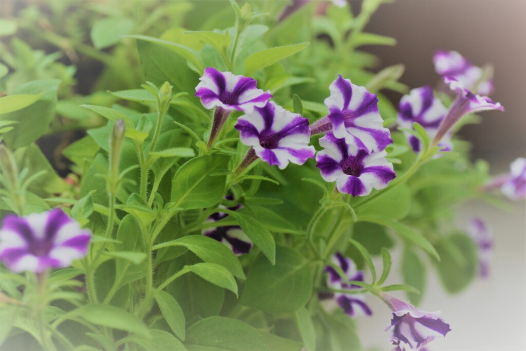小さな花