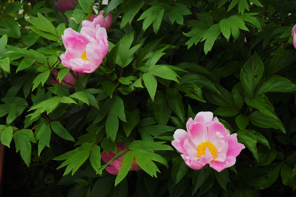 芍薬