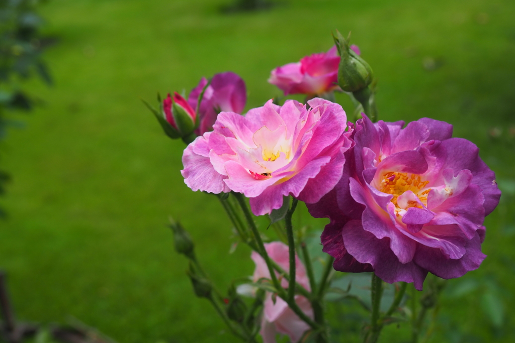 秋薔薇？夏薔薇？