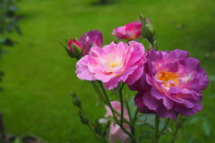 秋薔薇？夏薔薇？