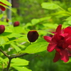 黒花蝋梅