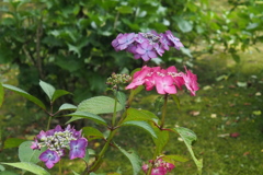 苔庭の紫陽花