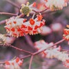 ミツマタ