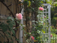 カフェの薔薇