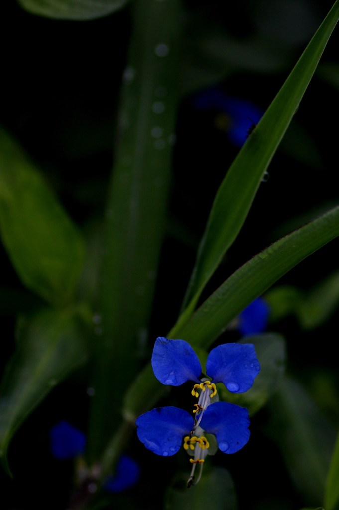 雨あがり