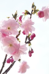 可愛い蕾も・・・