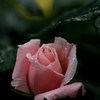 可憐な薔薇②