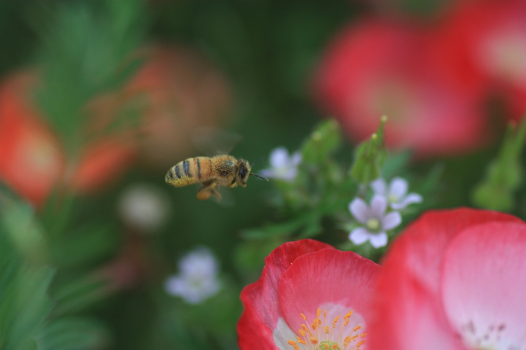 蜜を求めて