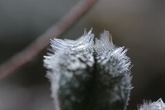 霜を纏った葉①
