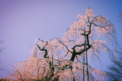 道誉桜