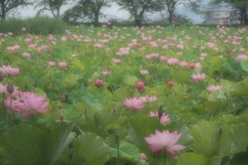 華やぎの季節