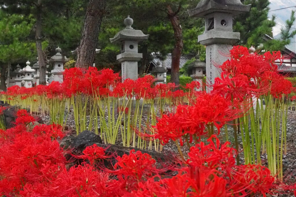参道に咲く