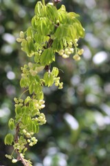 アケビの蕾？