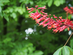 栃の木に咲く花②