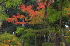 香嵐渓①