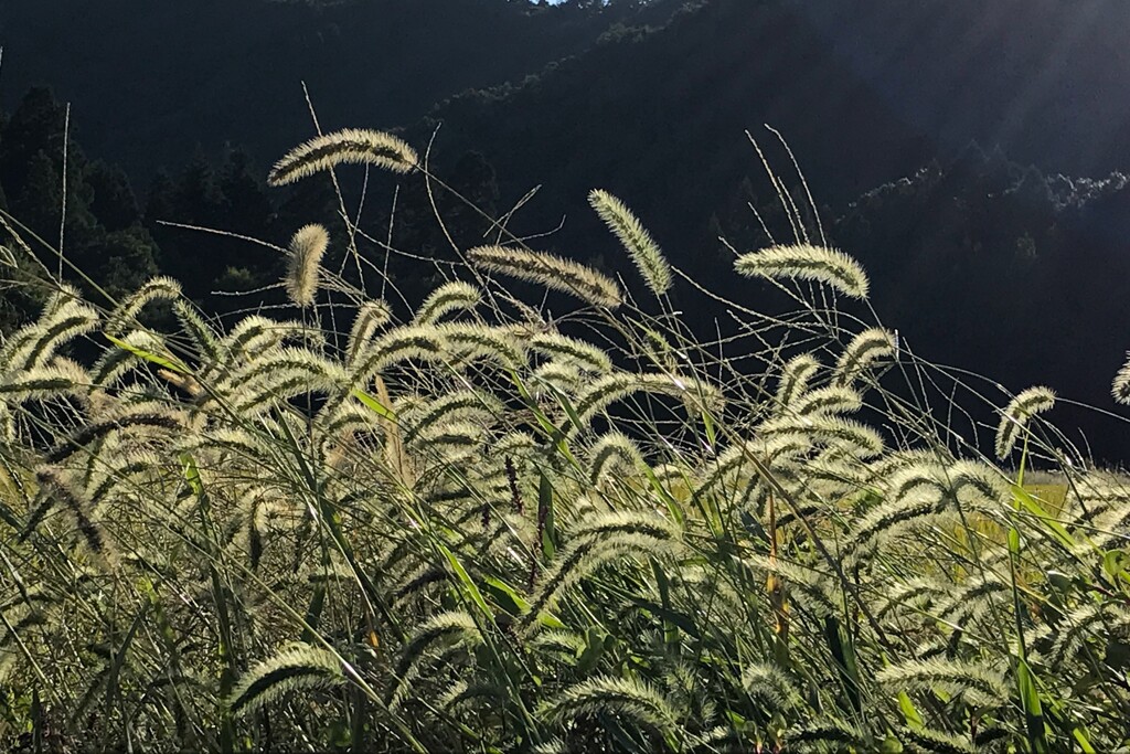 野の秋