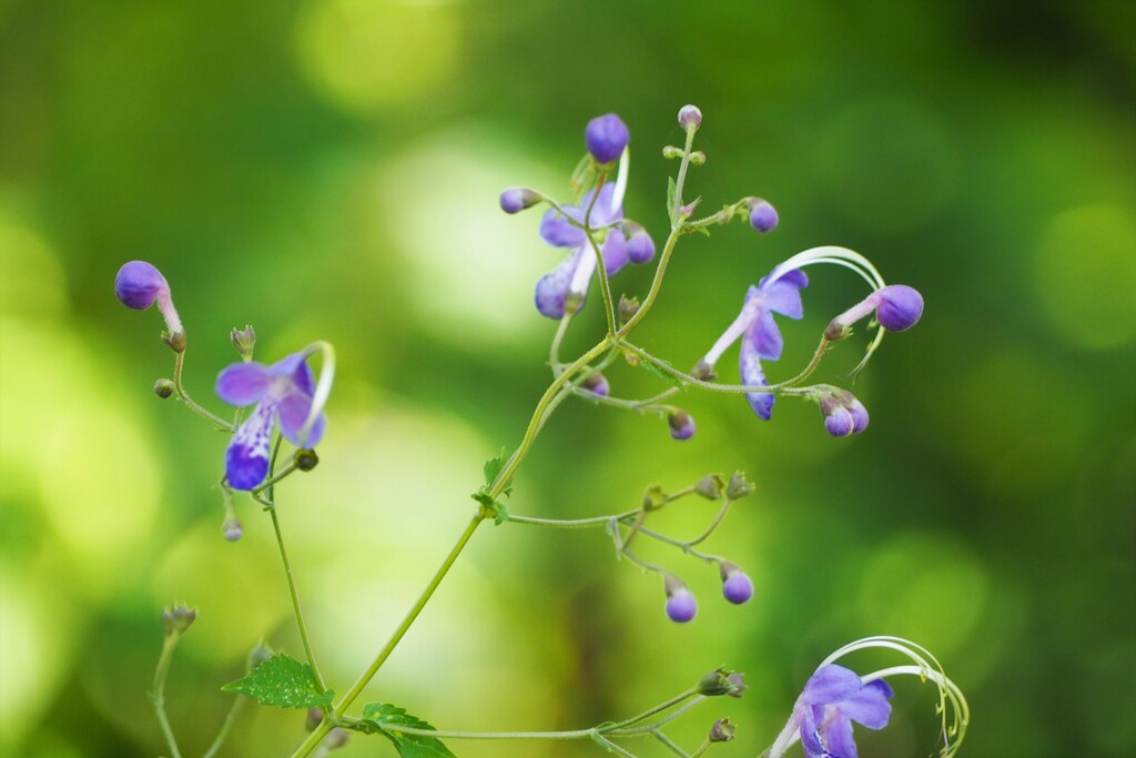 蕊の形に惹かれて