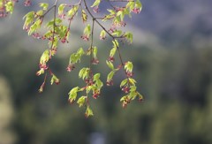 可憐な花