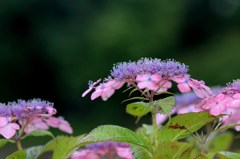 紫陽花