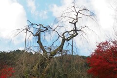春には逆転！