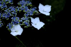 6月の妖精