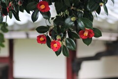 白壁と椿