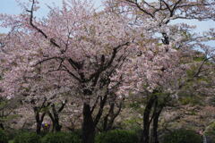 頑張ってる桜