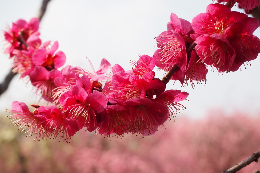 弾ける蕊