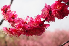 弾ける蕊
