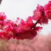弾ける蕊