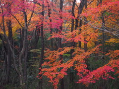 華やぐ里山