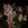 2回目咲いてます。