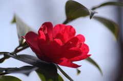 冬の花
