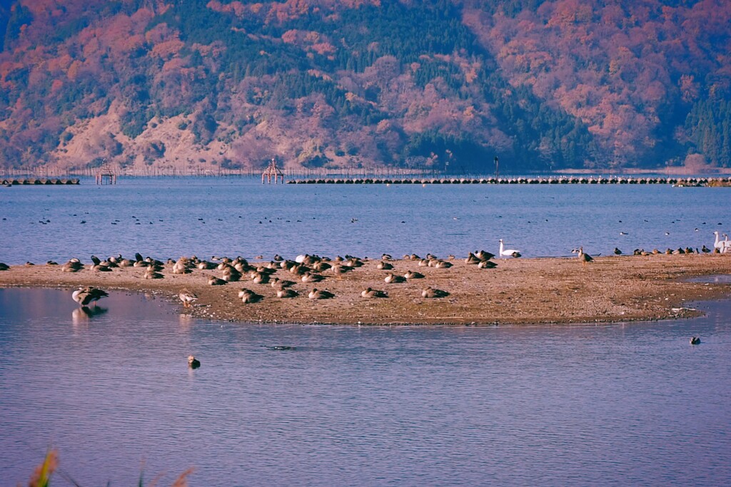 水鳥の楽園