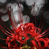 玉ボケ彼岸花